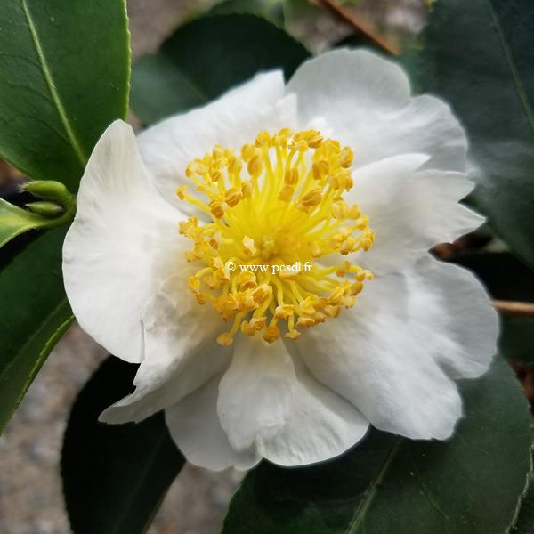 camellia sasanqua Terre-adélie (1)