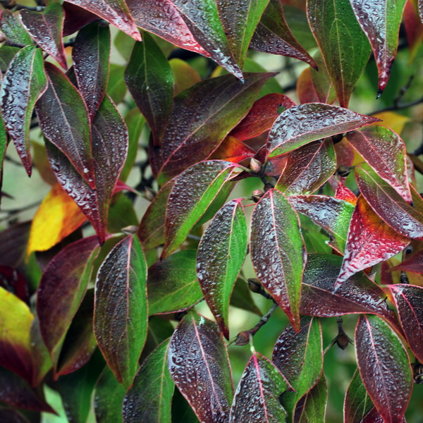 Cornus kousa Blue Shadow (1)