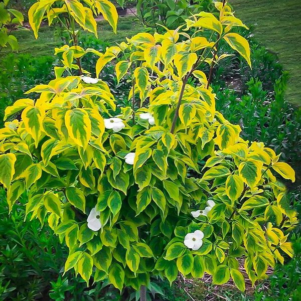 Celestial-Shadow-Dogwood