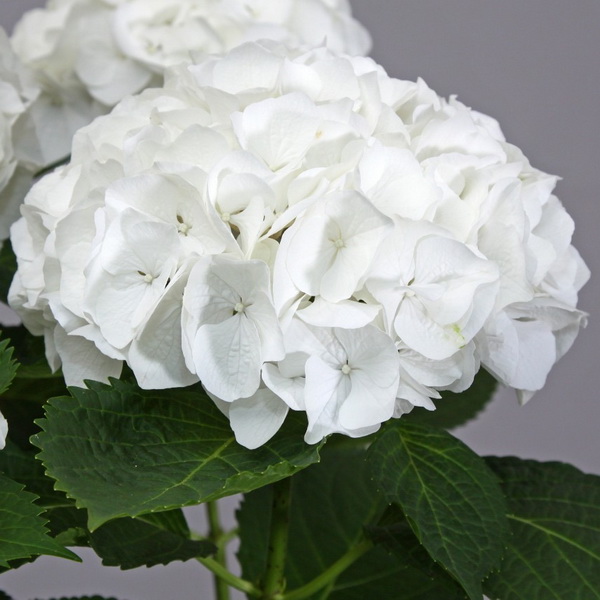 Hydrangea macrophylla Bride (1)