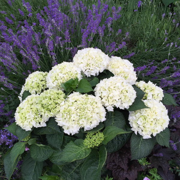 Hydrangea macrophylla Bride