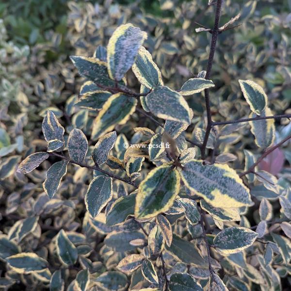 Elaeagnus ebbingei Gold Rim (2)