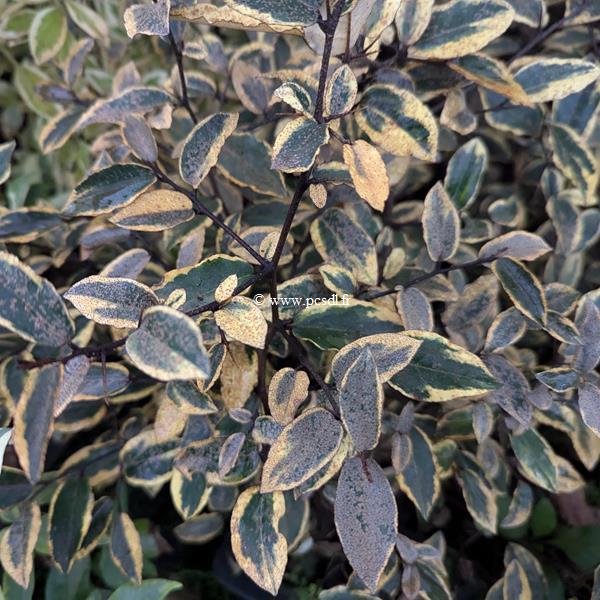Elaeagnus ebbingei Gold Rim (3)