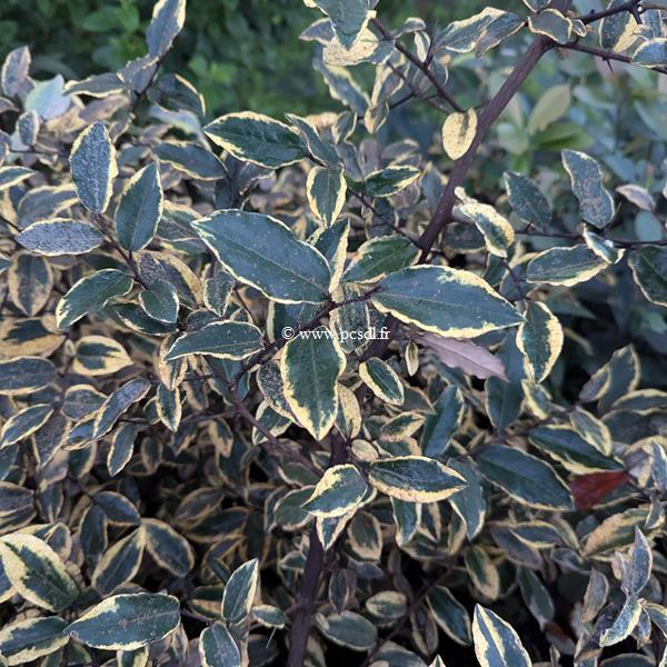 Elaeagnus ebbingei Gold Rim (1)