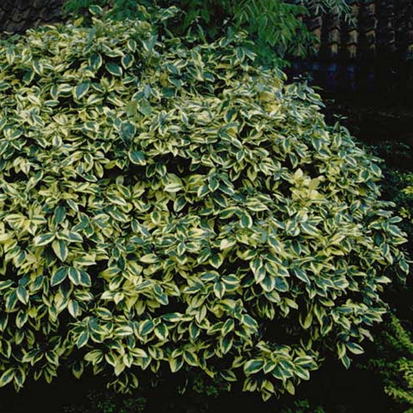 Elaeagnus pungens Goldrim (5)