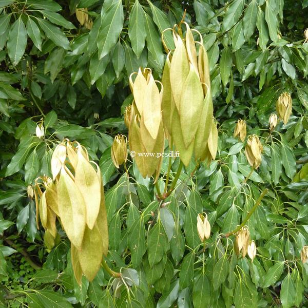 Neolitsea sericea (1)