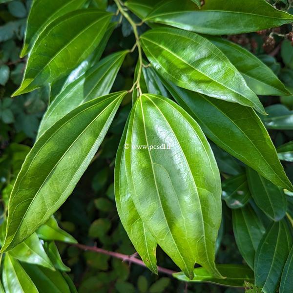Neolitsea sericea (4)
