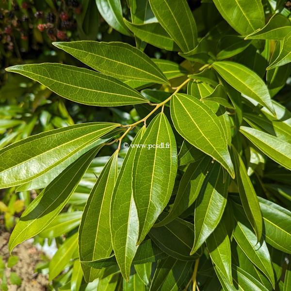 Neolitsea sericea (5)