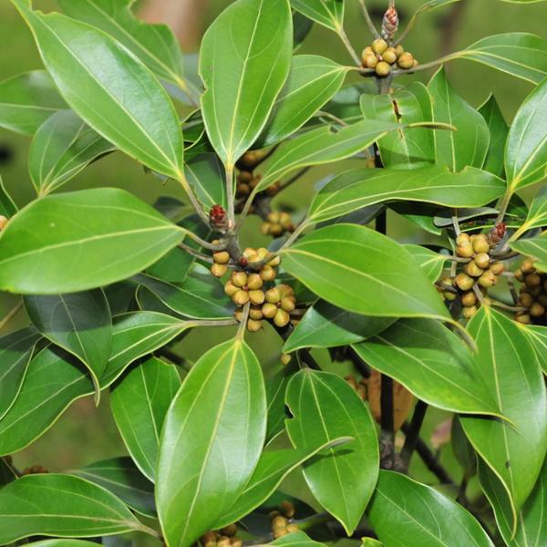Neolitsea sericea (3)