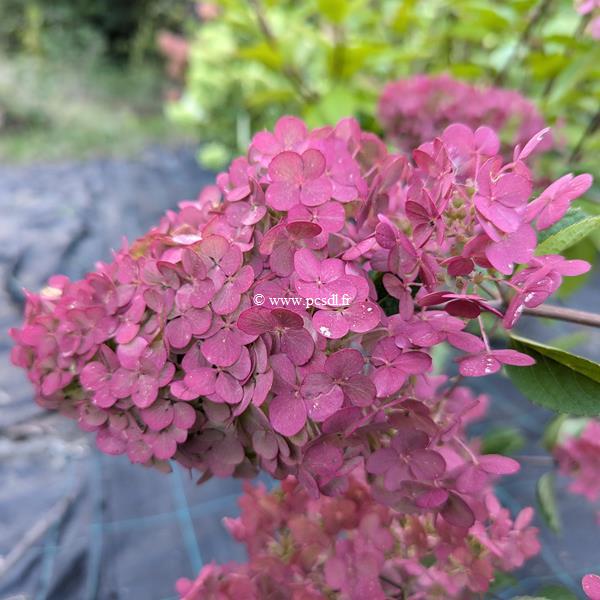 Hydrangea paniculata Framboisine