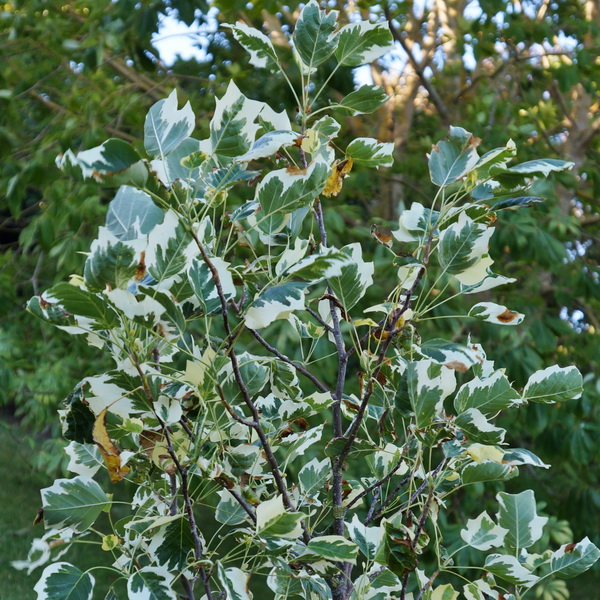 Liriodendron tulipifera Snowbird