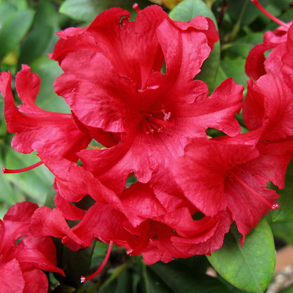 Rhododendron yakushimanum Dopey (1)