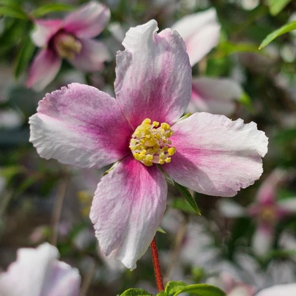 Philadelphus Petite Perfume Pink (8)
