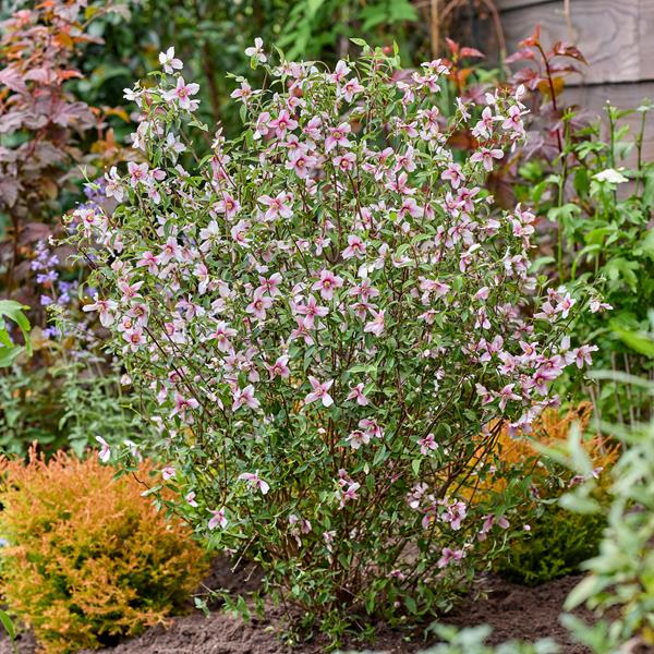Philadelphus Petite Perfume Pink (29)