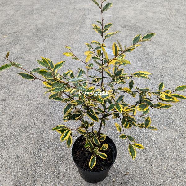 Elaeagnus pungens Goldrim
