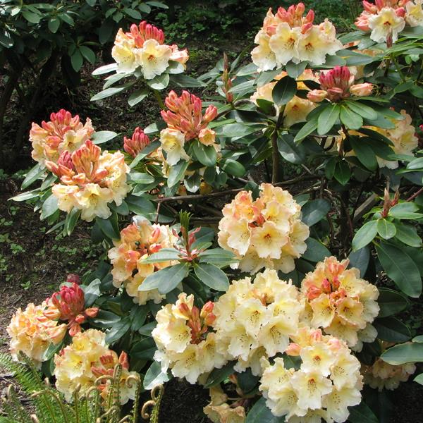 Rhododendron x Horizon Monarch