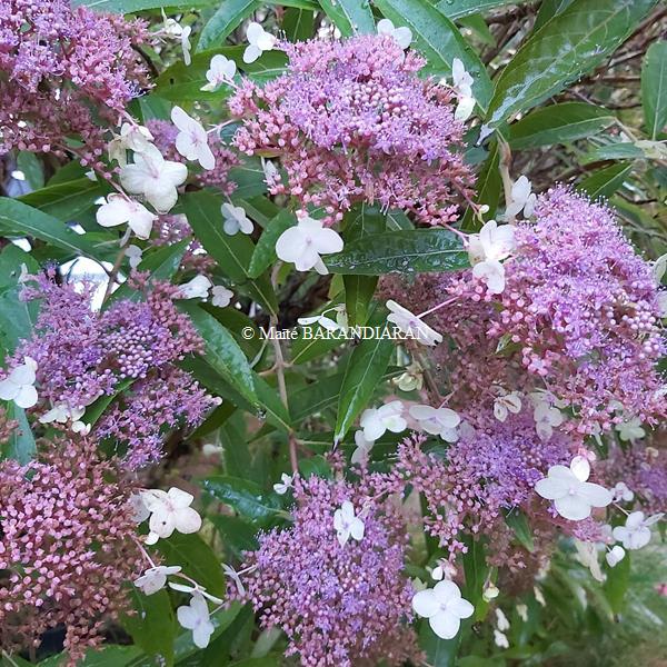Hydrangea longifolia (6)