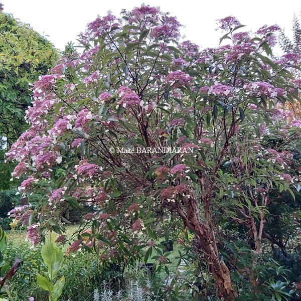 Hydrangea longifolia (1)