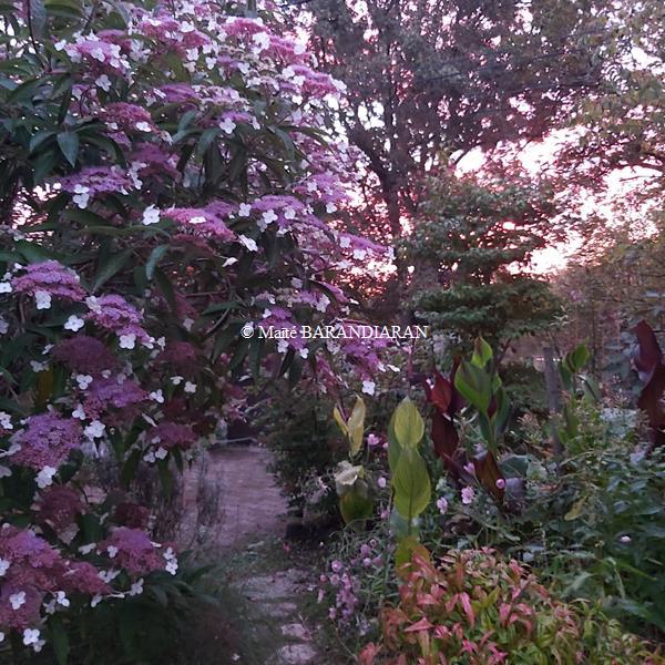 Hydrangea longifolia (2)