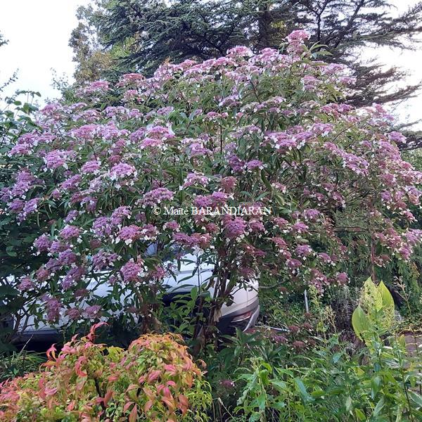 Hydrangea longifolia (5)