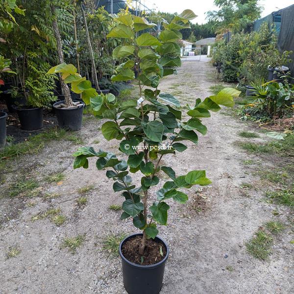 Cercis chinensis Avondale