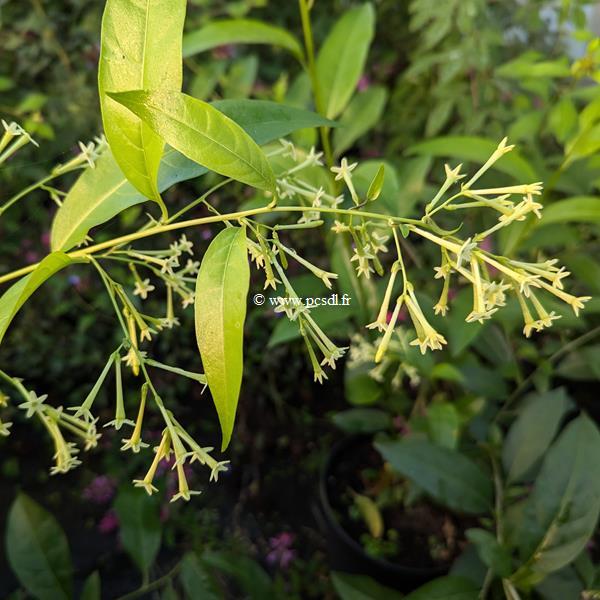 Cestrum nocturnum (1)