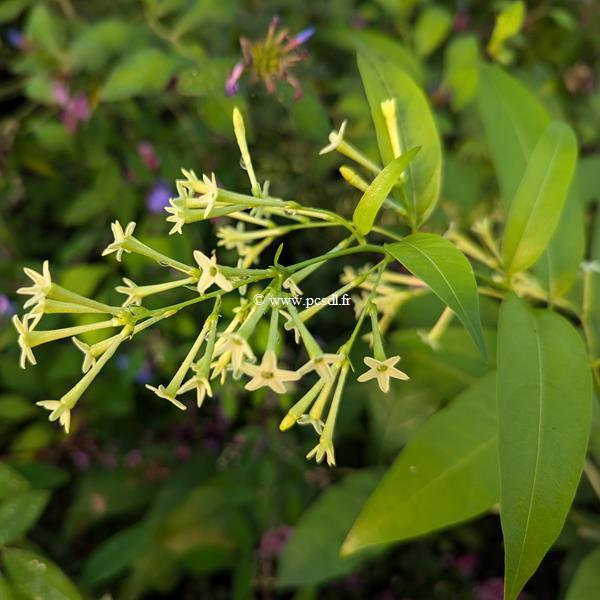 Cestrum nocturnum (2)