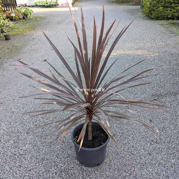 Cordyline australis Red Comet