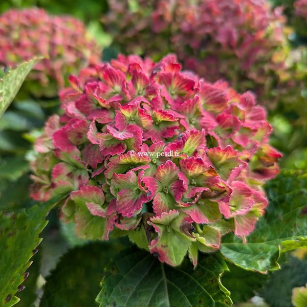 Hydrangea macrophylla Vibrant Verde (1)