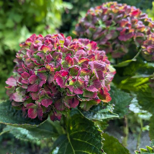 Hydrangea macrophylla Vibrant Verde (2)