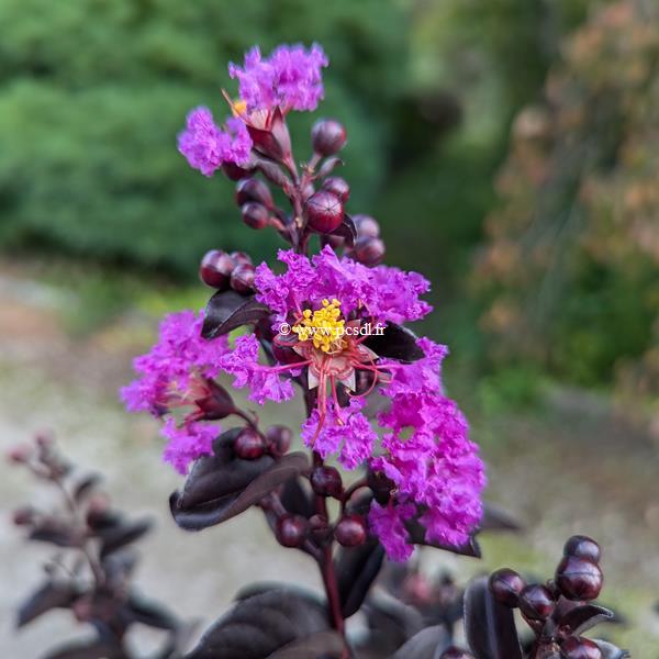 Lagerstroemia indica BS Purely Purple