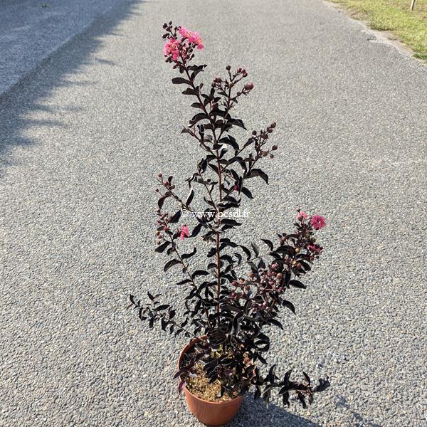 lagerstroemia indica Midnight Magic (2)