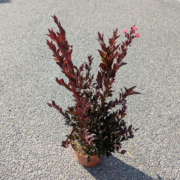 Lagerstroemia indica Enduring Summer Red