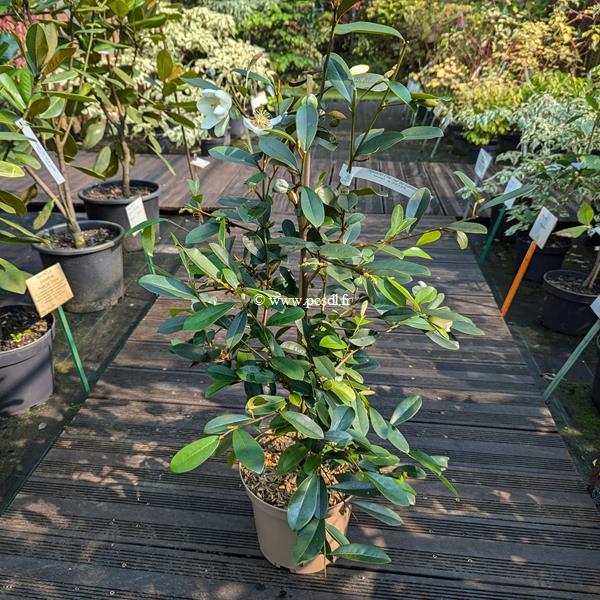 Magnolia laevifolia KH Achteraan (2)
