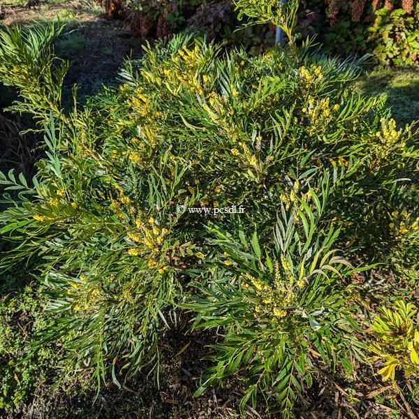 Mahonia eurybracteata Soft Caress