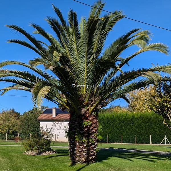 Phoenix canariensis