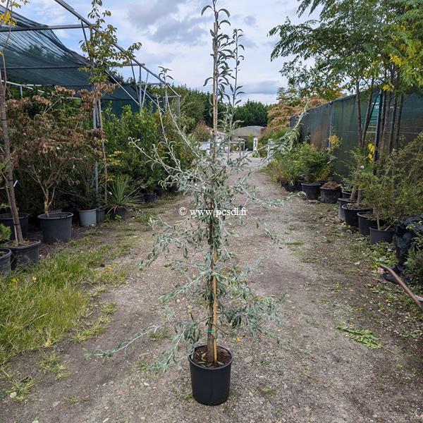 Pyrus salicifolia Pendula