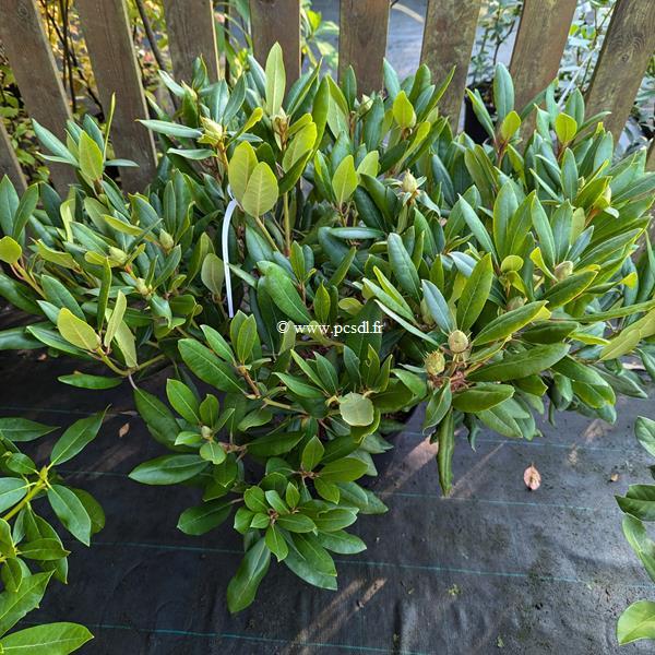 Rhododendron x Marcel Ménard