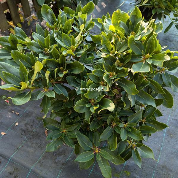 Rhododendron x Markeetas Prize