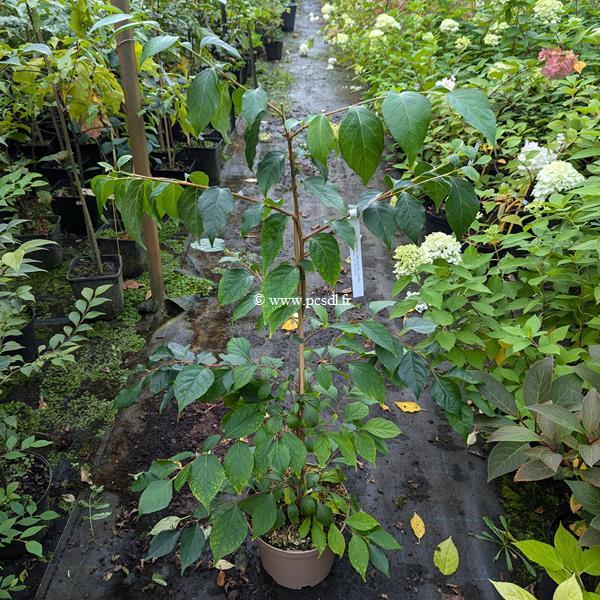 Styrax japonicus Pink Chimes