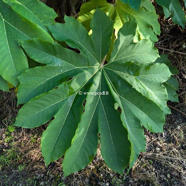 Tetrapanax papyrifera Rex (2)
