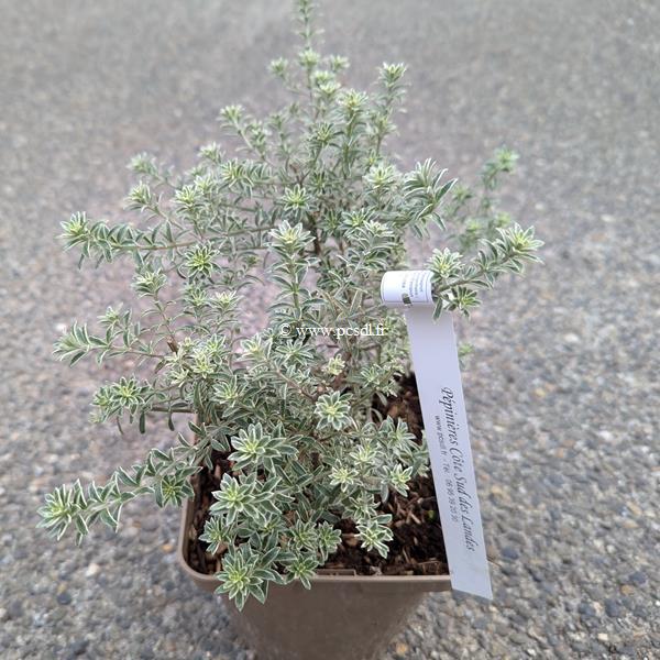 Westringia fruticosa Variegata