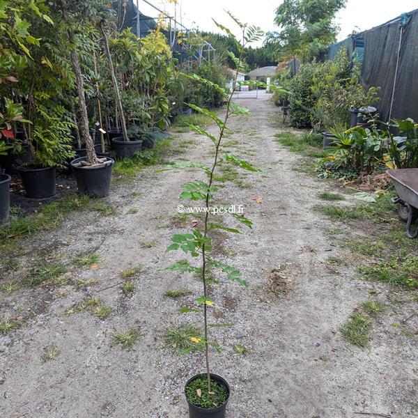 Zanthoxylum piperitum