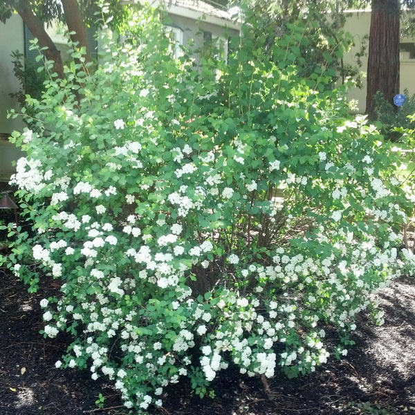 Spiraea prunifolia Plena (2)
