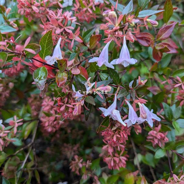 Abelia grandiflora (3)