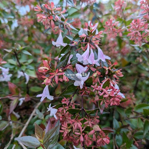 Abelia grandiflora (1)