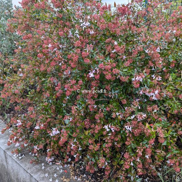 Abelia grandiflora (2)