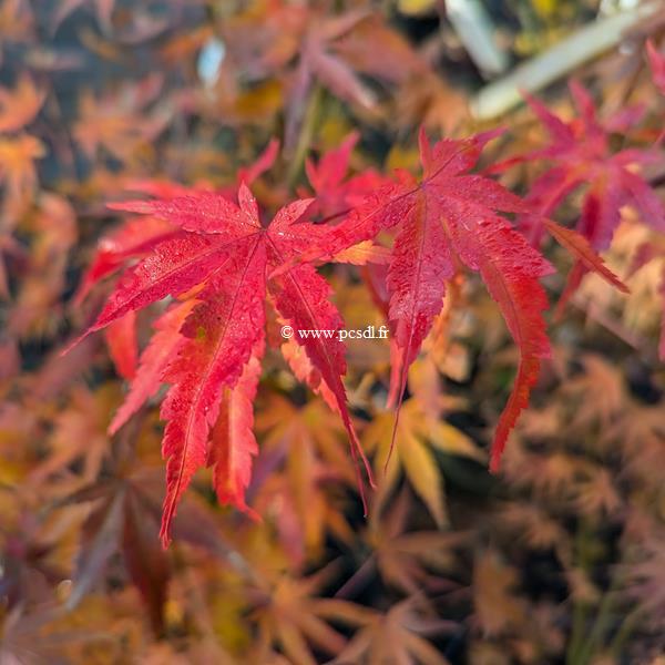 Acer palmatum Arakawa (2)