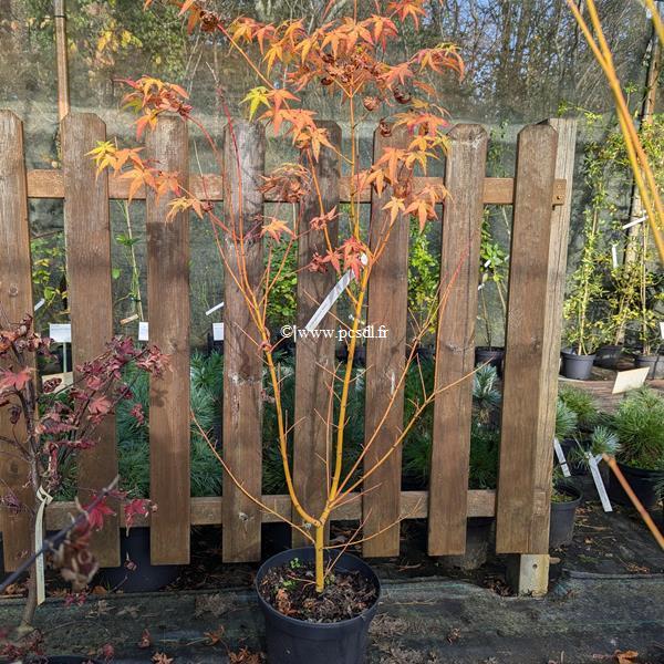 Acer palmatum Bi Hoo
