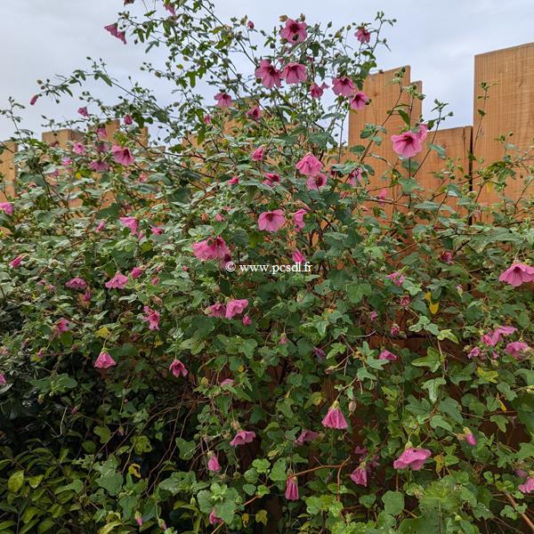 Anisodontea El Rayo